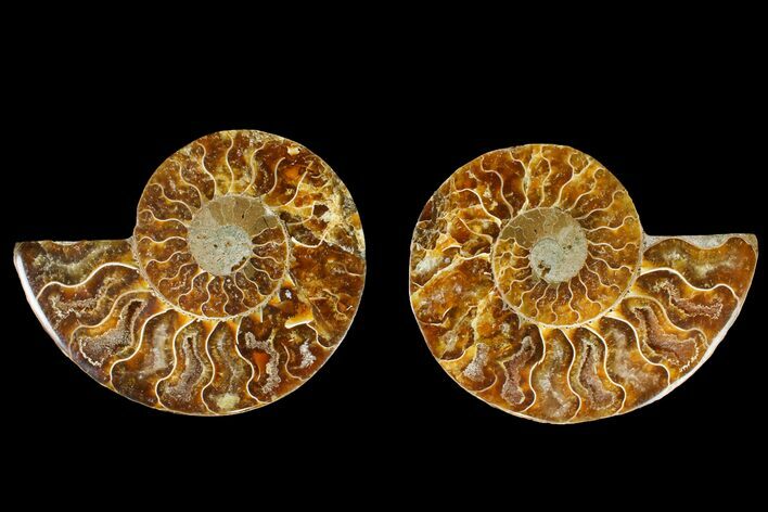 Agate Replaced Ammonite Fossil - Madagascar #145910